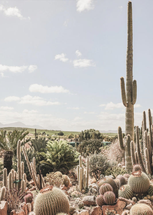 Desert Symphony | Canvas