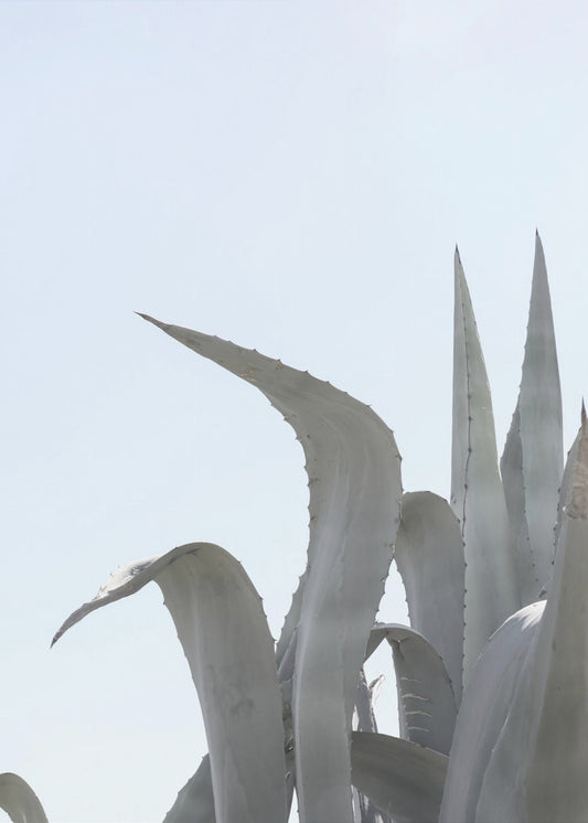 Azure Agave Dreams | Canvas