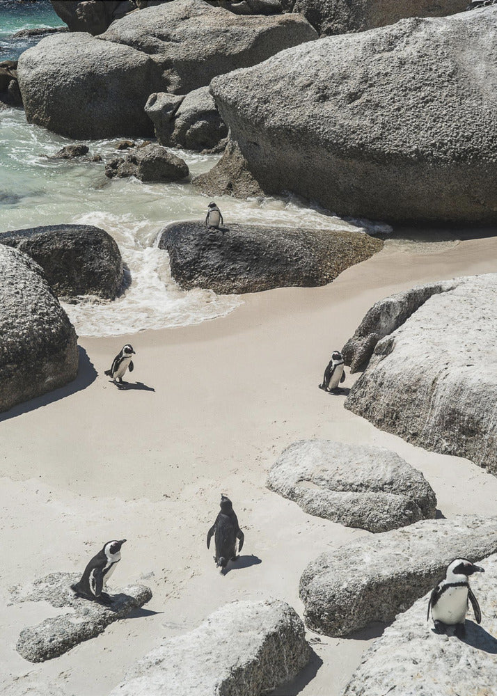 Penguin Beach Stroll | Canvas