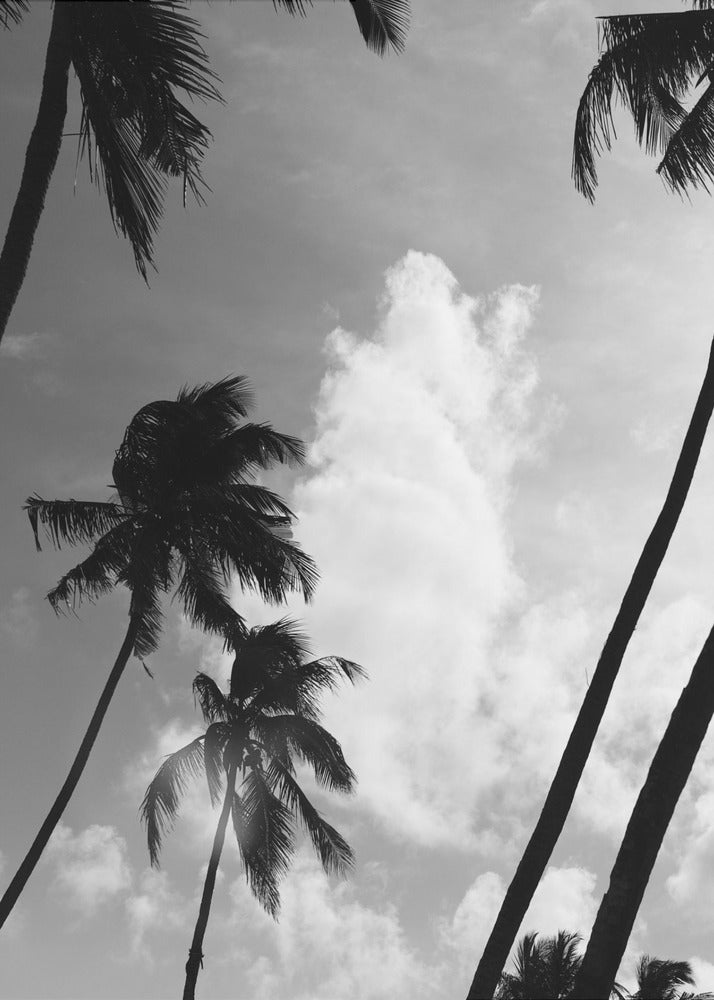 Palmensilhouette | Leinwand