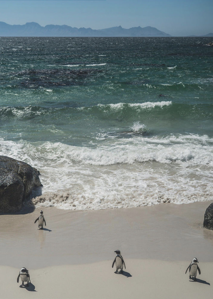 Penguin Beach Stroll | Poster