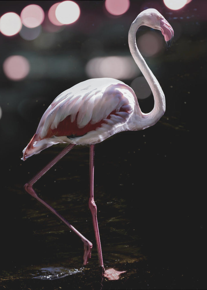 Eleganter Flamingo | Poster