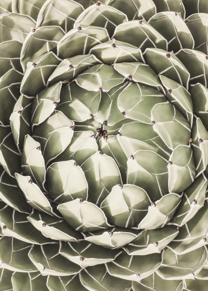 Geometrische Sukkulente | Leinwand