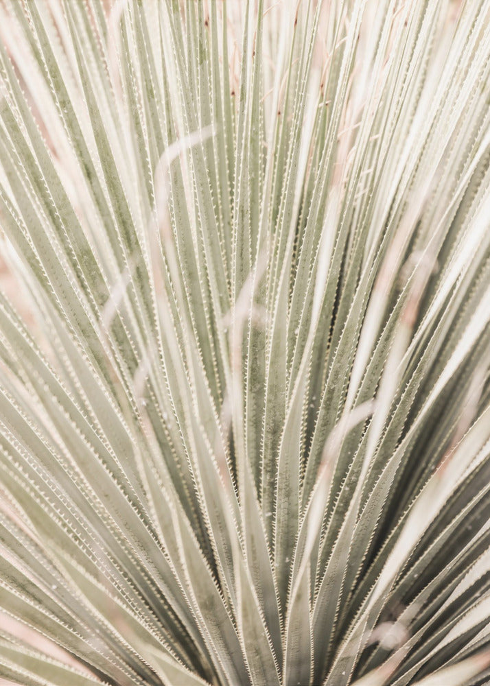 Spiky Serenity | Poster
