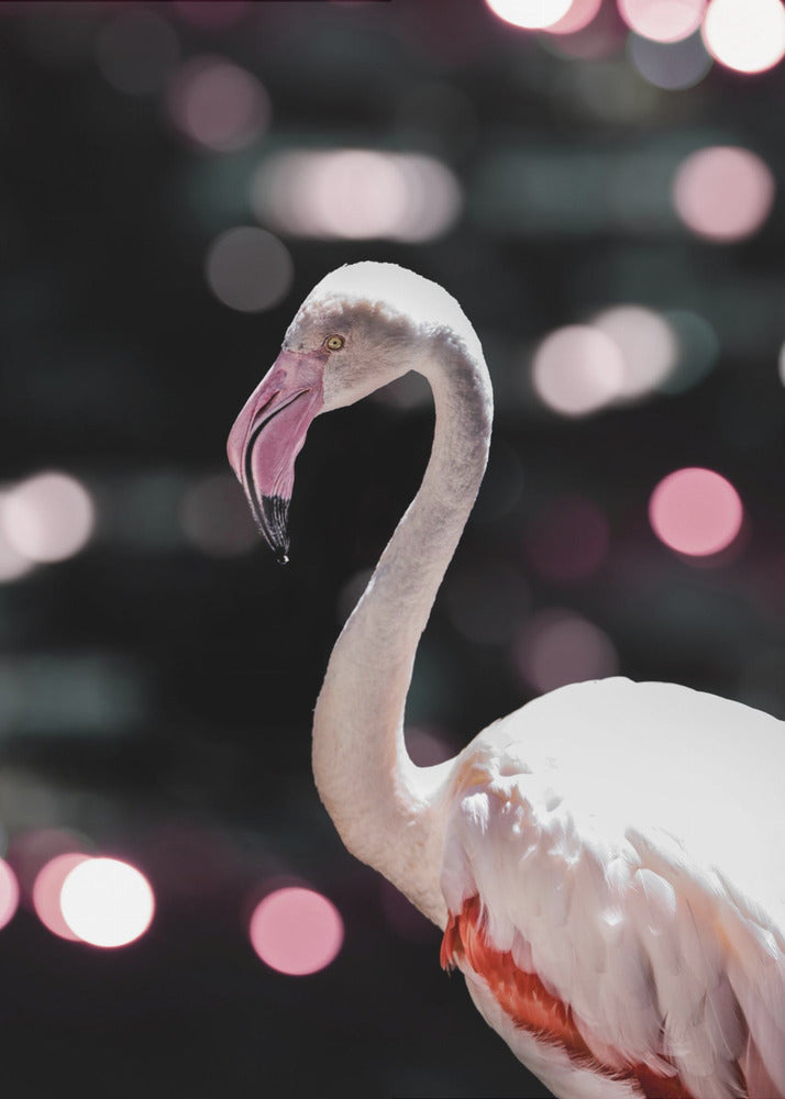 Flamingo Eleganz | Leinwand