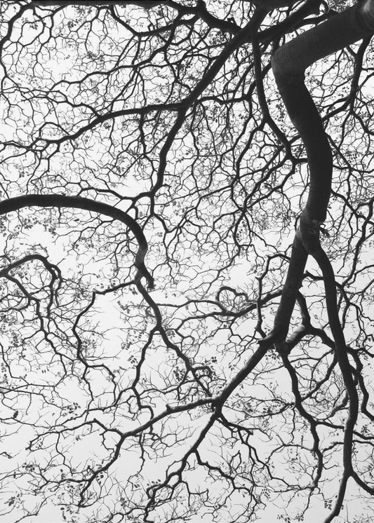 Branches' Dance | Poster