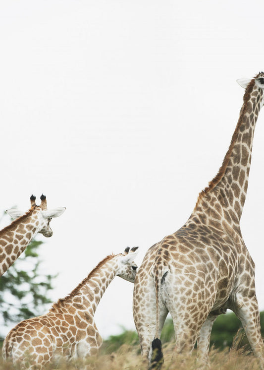 Giraffenspaziergang | Leinwand