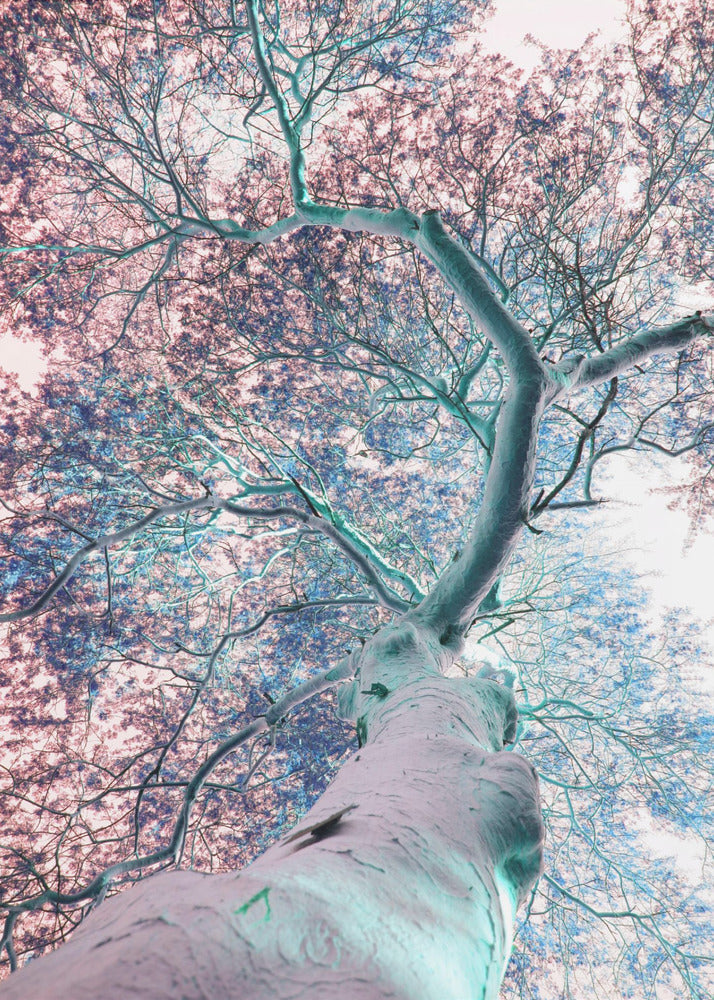 Dreamscape Canopy | Poster