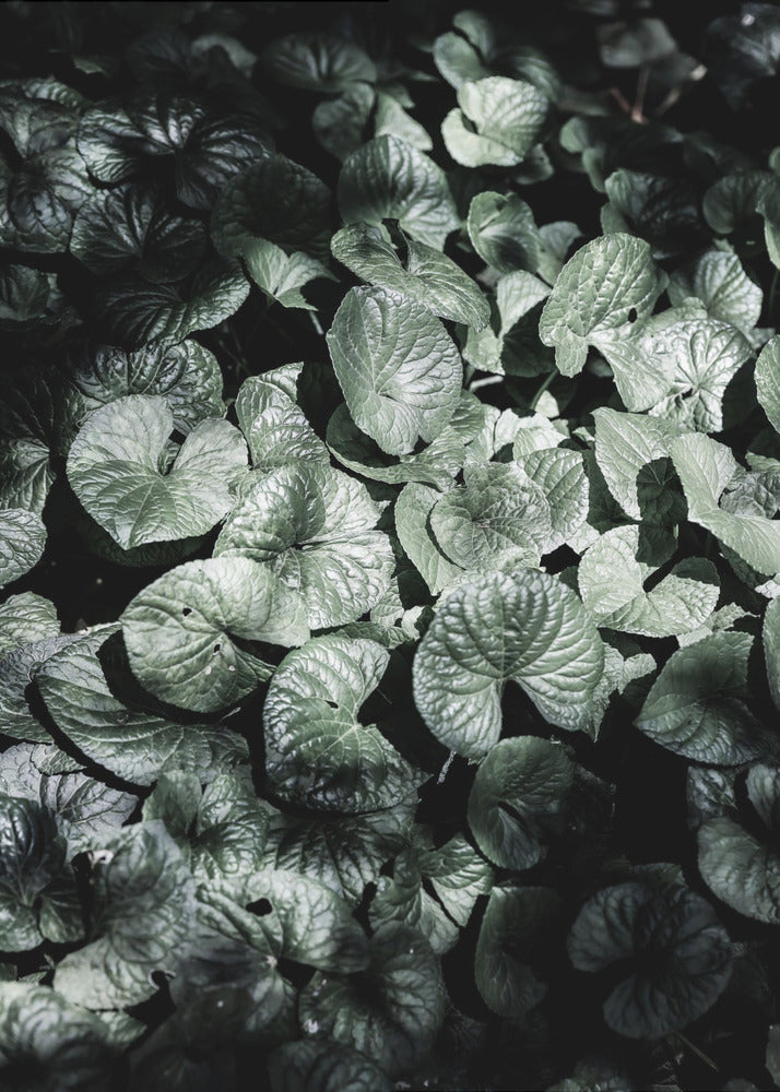 Leafy Shadows | Canvas