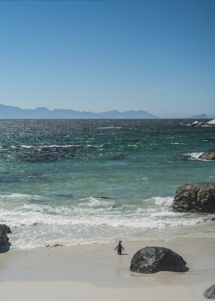 Penguin's Beach Walk | Canvas