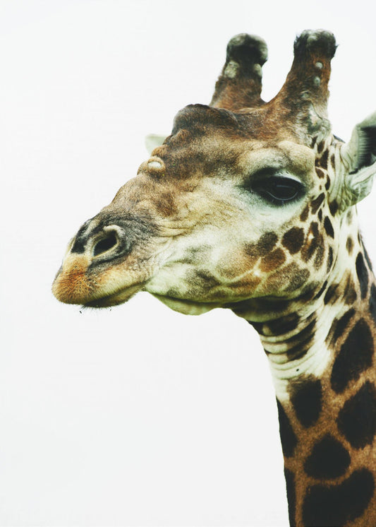 Giraffen-Gemälde | Leinwand