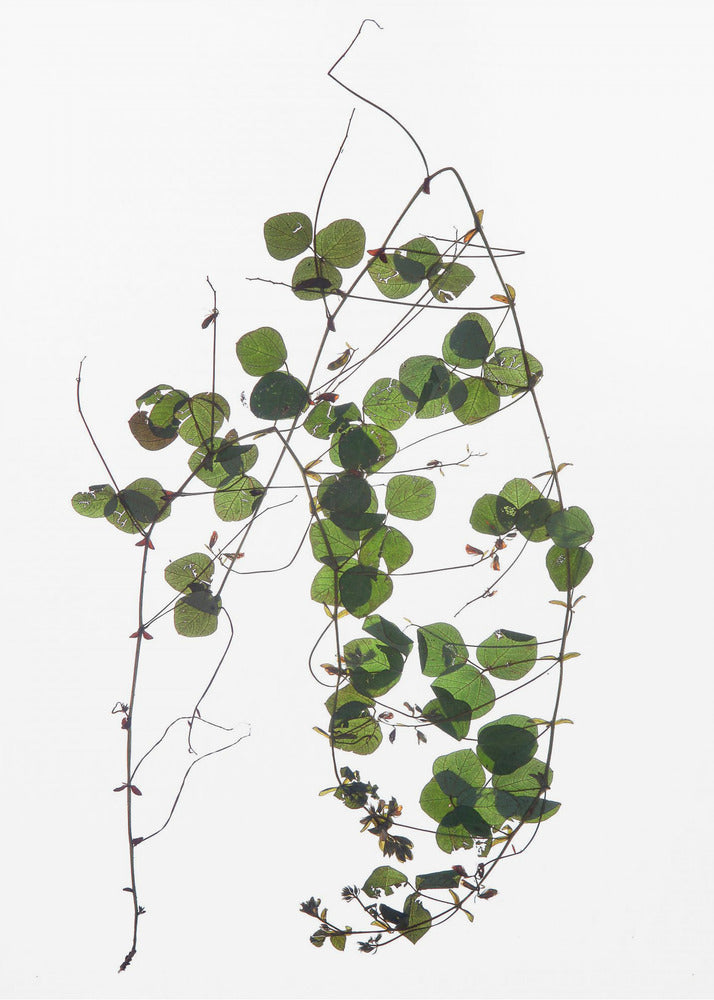 Vine's Dance | Leinwand