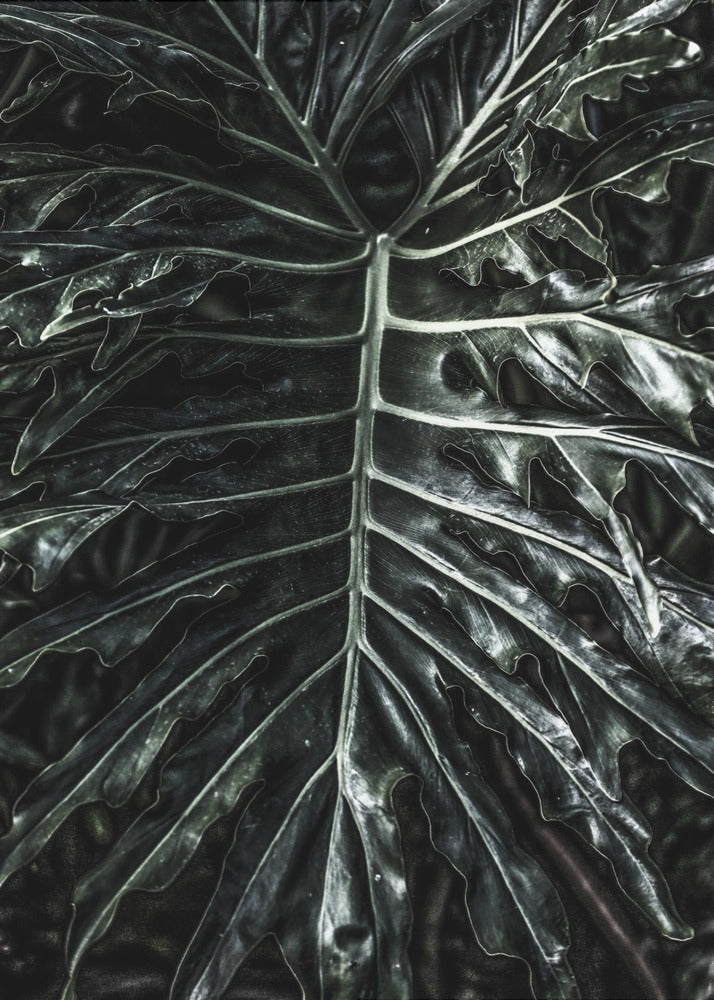 Dark Leaf Elegance | Leinwand