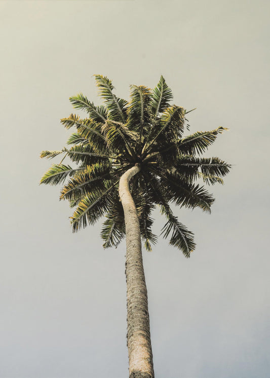 Hoch aufragende Palmenglückseligkeit | Leinwand