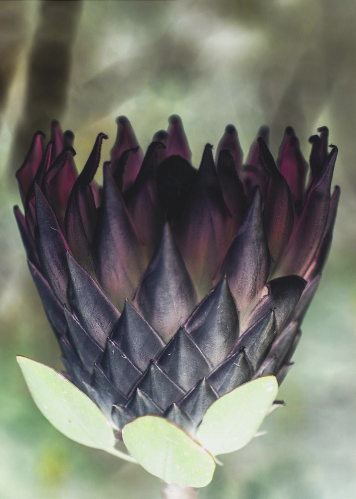 Schattenblüte | Leinwand
