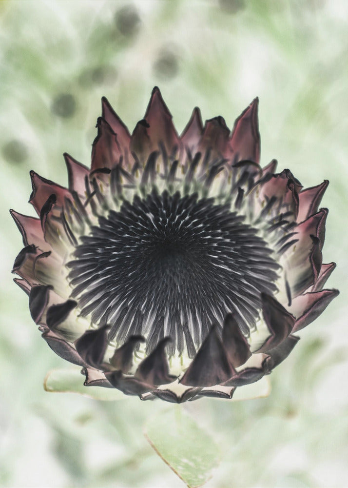 Mystische Blüte | Leinwand