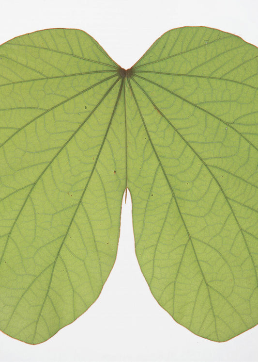 Leafy Vein Symphony | Poster