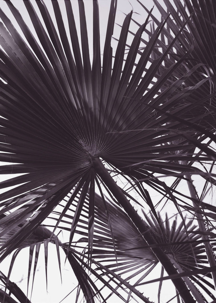 Palm Silhouette | Poster