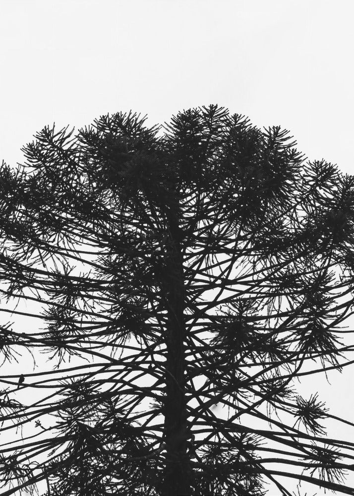 Silhouettensymmetrie | Leinwand
