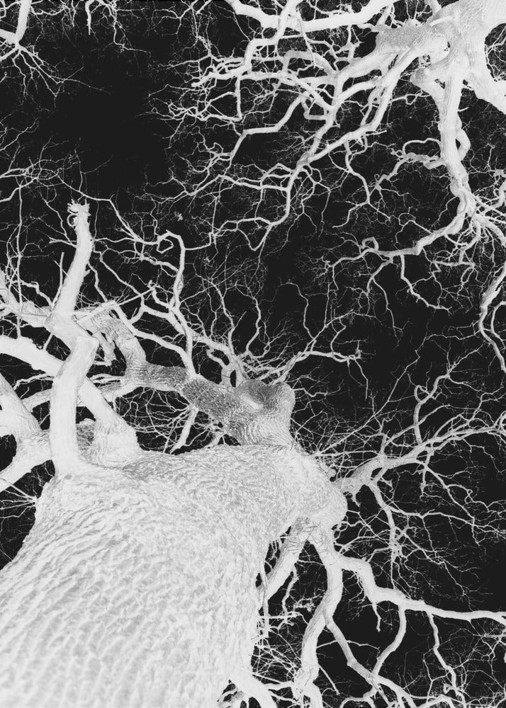 Winter's Veins | Canvas
