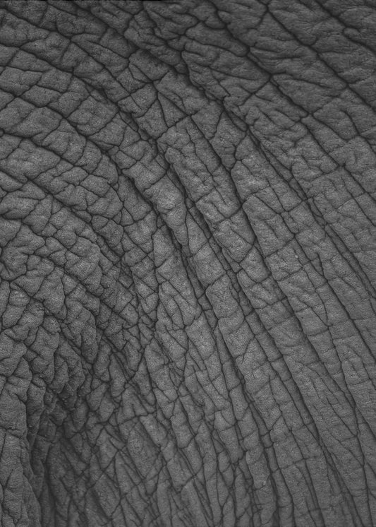 Elefanten-Wandteppich | Poster