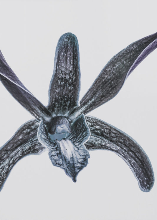 Mitternachtsblüte | Poster