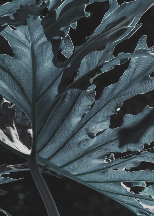 Blattschattenlandschaft | Poster