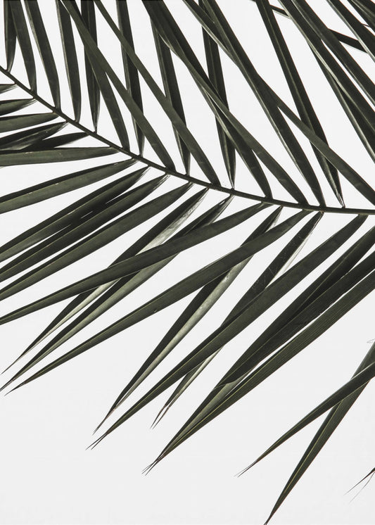 Wedelschatten | Poster