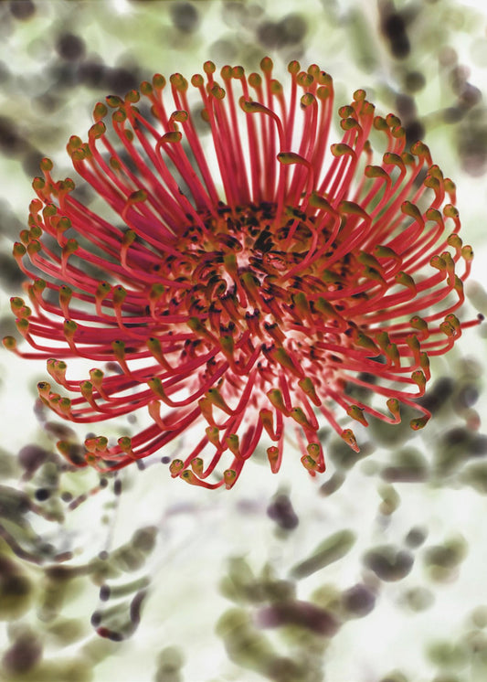 Strahlende Blüte | Poster