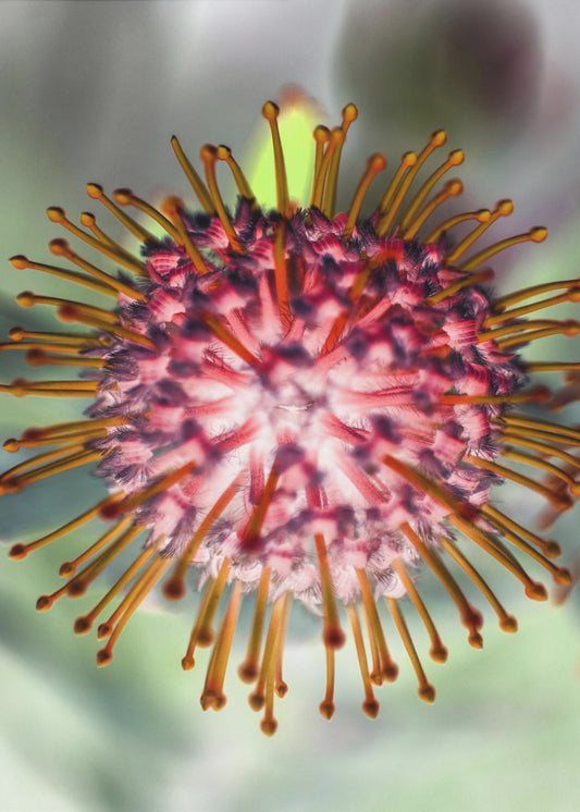 Blühendes Strahlen | Poster