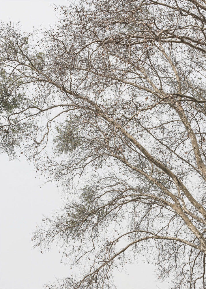 Winter's Whispering Branches | Canvas