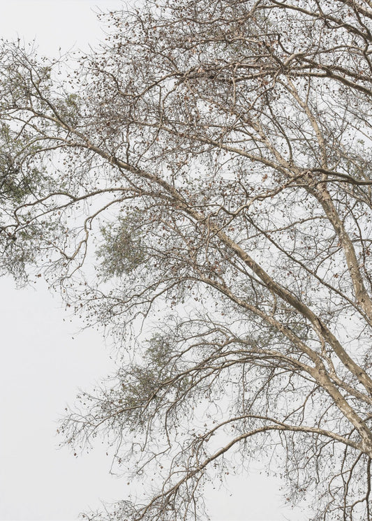 Winter's Whispering Branches | Canvas