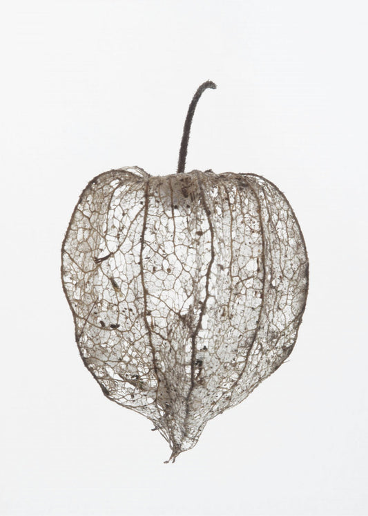 Fragile Nature's Veil | Poster