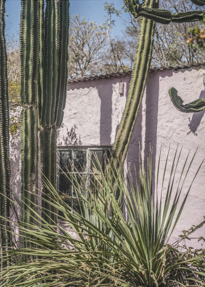 Cactus & Pink Wall | Poster