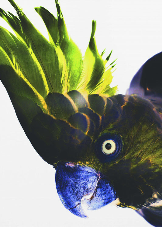 Vivid Bird Glance | Poster