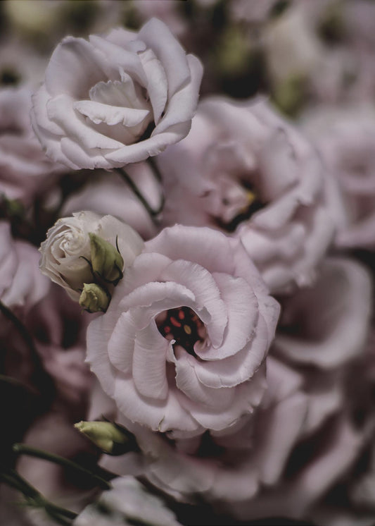 Zarte Schönheit der rosa Lisianthus-Blume | Poster