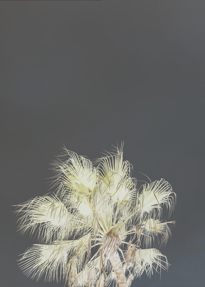 Leuchtende Palmen | Leinwand
