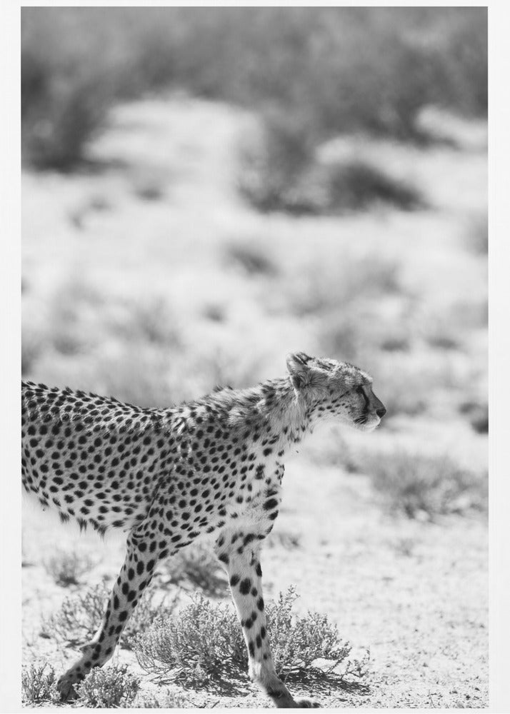 Ein laufender Gepard | Poster