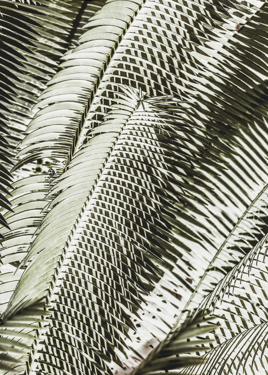 Schattentanz | Poster