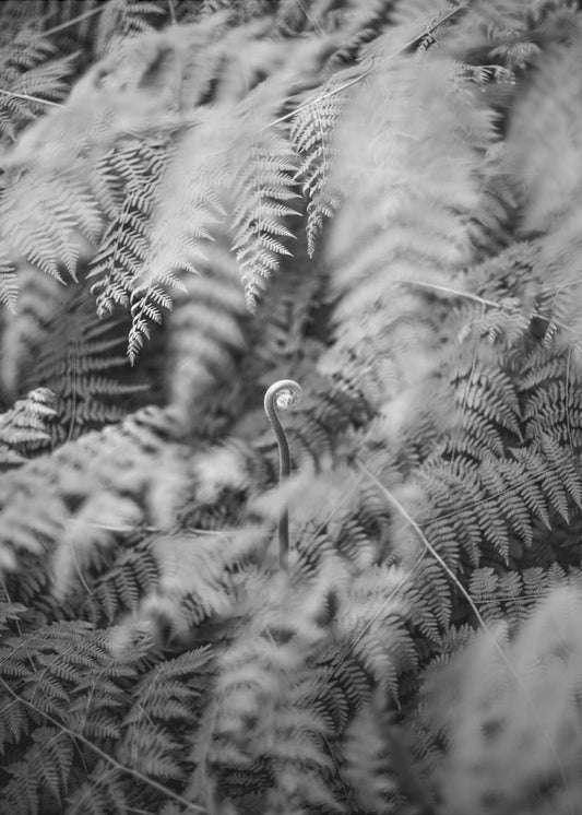 Schwarz-Weiß-Fotografie | Poster