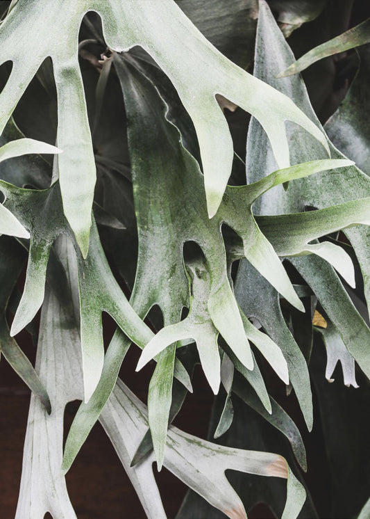 Verzauberte Wedel | Poster