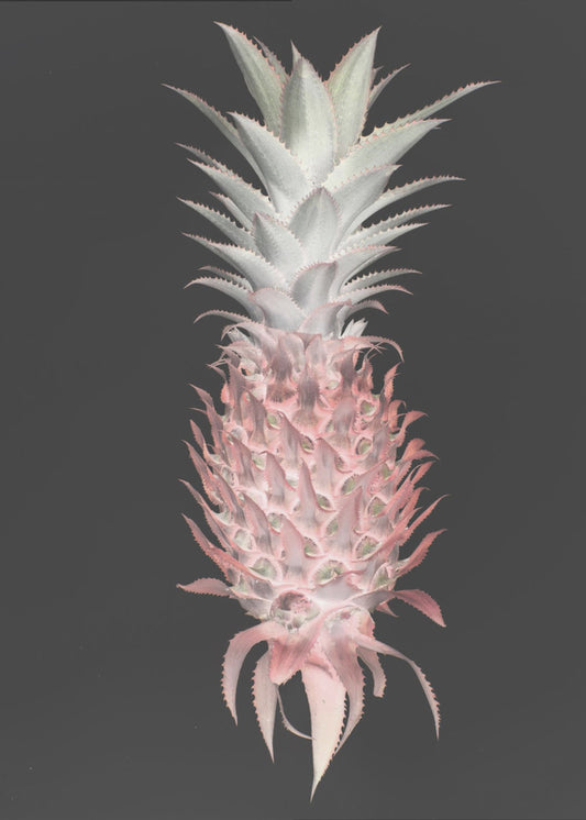 Erdbeerkiefer | Poster