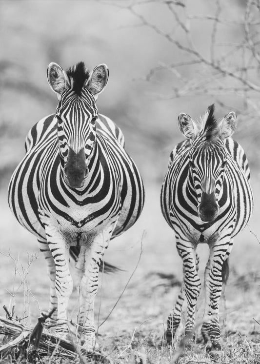 Gestreiftes Pferd vorne | Poster