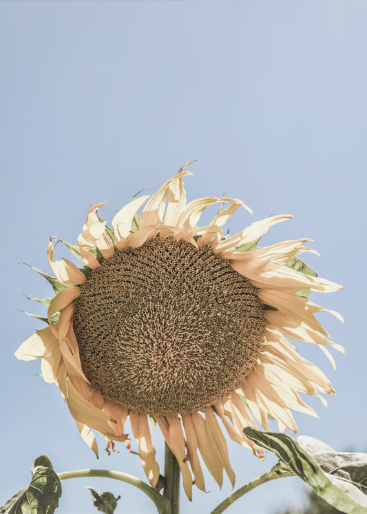 Golden Sunflower Sway | Poster