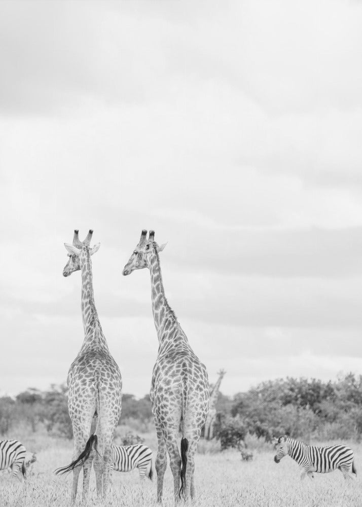 Super Safari | Leinwand