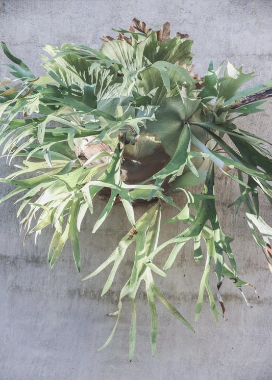 Wandfarn-Delight | Poster