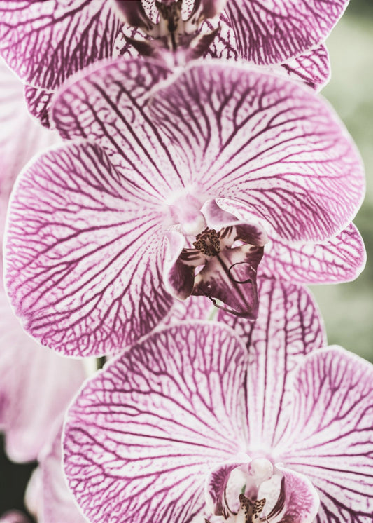 Tiger Blooms | Poster