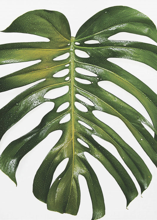 Grünes Monstera-Blatt | Poster