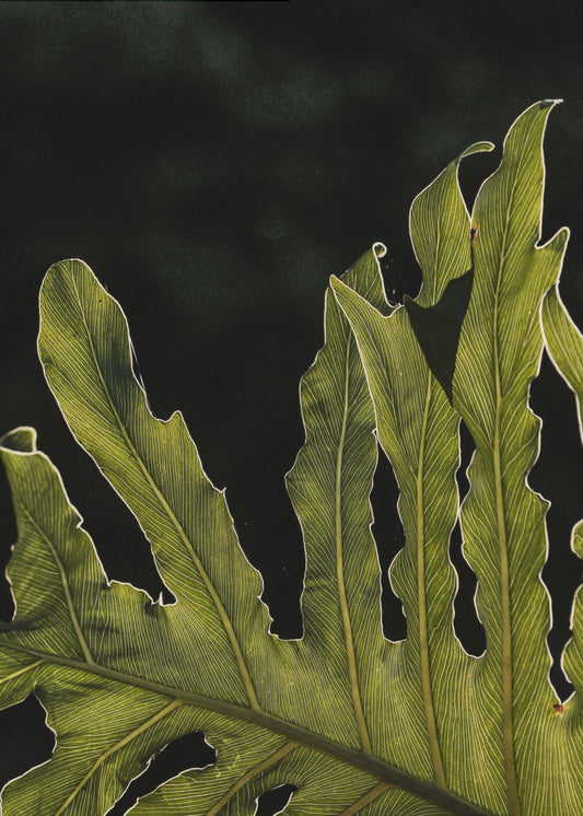 Blattsilhouette | Poster