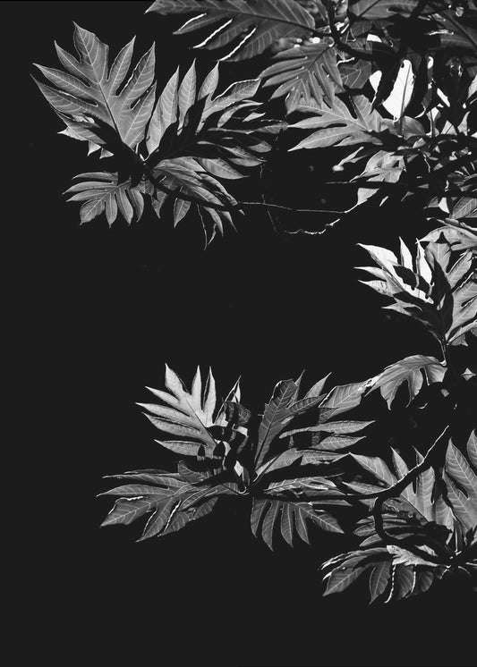 Schatten der Blätter | Poster